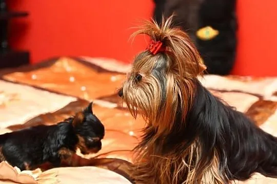York,Yorki,Yorkshire Terrier,czarno-złota sunia,Sz