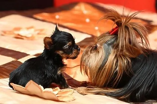York,Yorki,Yorkshire Terrier,czarno-złota sunia,Sz