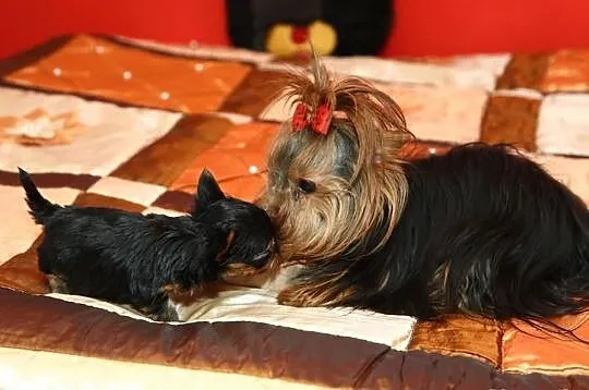 York,Yorki,Yorkshire Terrier,czarno-złota sunia,Sz