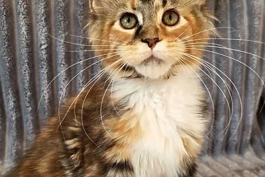Maine Coon duże linie hodowla FPL