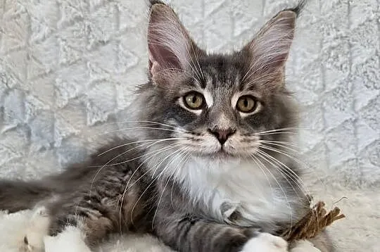 Maine Coon duże linie hodowla FPL, Łódzkie, Radomsko