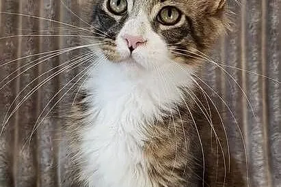 Maine Coon duże linie hodowla FPL, Łódzkie, Radomsko