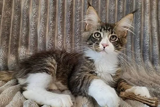 Maine Coon duże linie hodowla FPL, Łódzkie, Radomsko