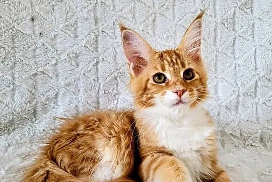 Maine Coon duże linie hodowla FPL, Łódzkie, Radomsko