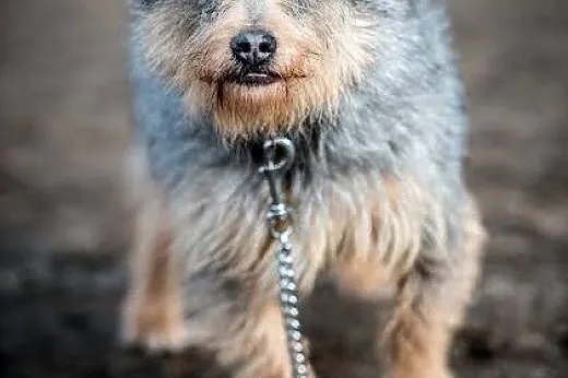 Scooby - poznaj, pokochaj, adoptuj,  małopolskie K