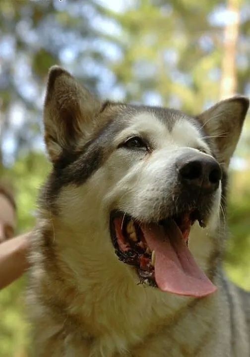 Szagi, alaskan malamute szuka domu, pomorskie Gdy