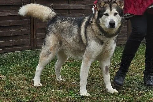 Szagi, alaskan malamute szuka domu,  pomorskie Gdy