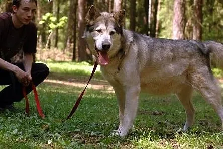 Szagi, alaskan malamute szuka domu,  pomorskie Gdy