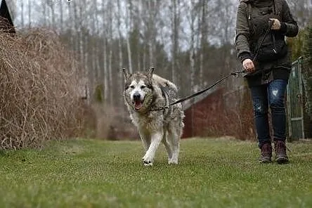Szagi, alaskan malamute szuka domu,  pomorskie Gdy