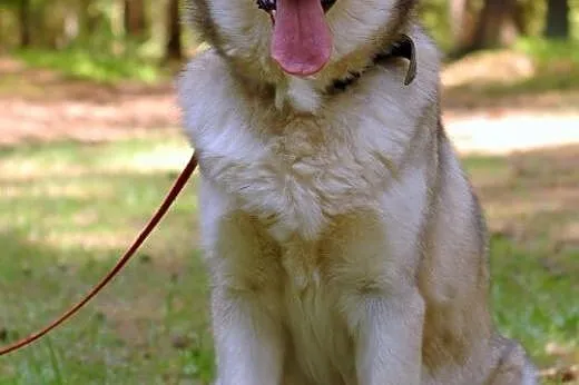 Szagi, alaskan malamute szuka domu,  pomorskie Gdy