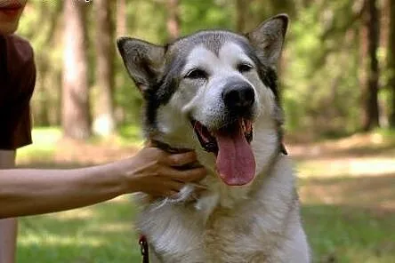 Szagi, alaskan malamute szuka domu,  pomorskie Gdy