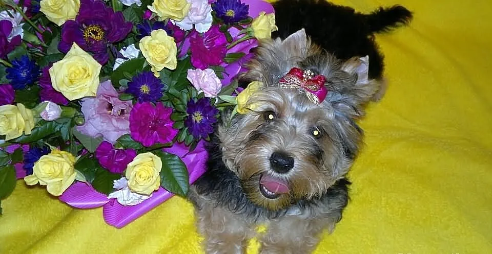 Suczka yorkshire terrier choco golddust carrier ro