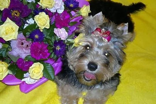 Suczka yorkshire terrier choco golddust carrier ro