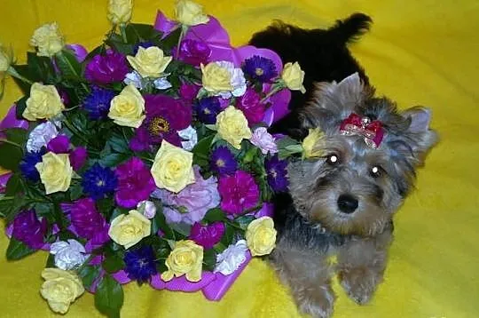 Suczka yorkshire terrier choco golddust carrier ro