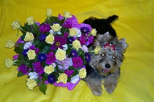 Suczka yorkshire terrier choco golddust carrier ro