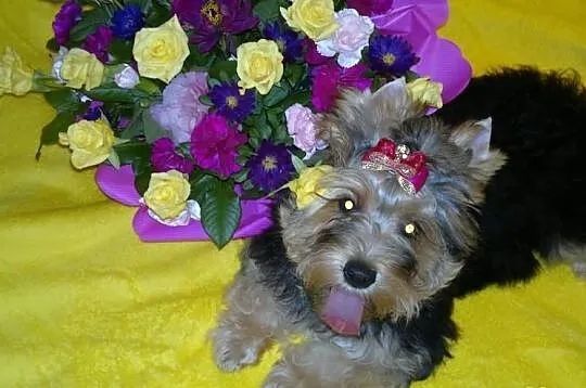 Suczka yorkshire terrier choco golddust carrier ro