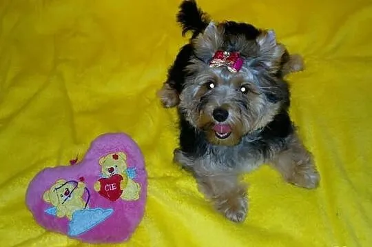 Suczka yorkshire terrier choco golddust carrier ro