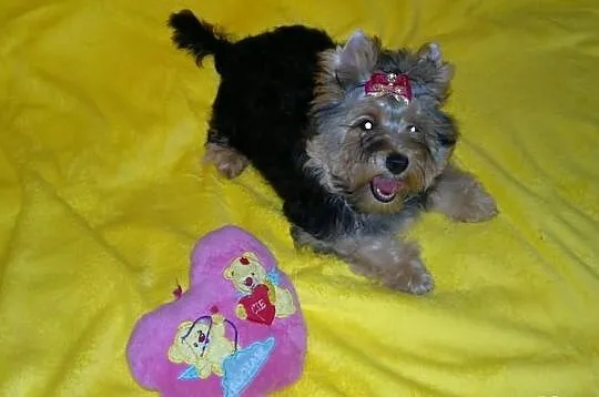 Suczka yorkshire terrier choco golddust carrier ro