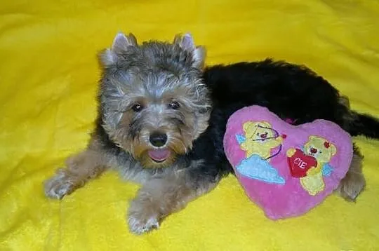 Suczka yorkshire terrier choco golddust carrier ro