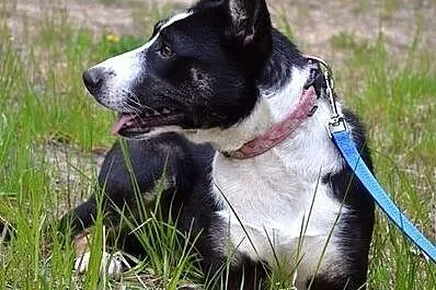 Super Zula pilnie szuka domu!, Warmińsko-mazurskie, Olsztyn