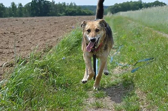 Kochający ludzi,  lubiący inne psy -  wspaniały Ne