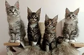 Kochane kociaczki Maine coon