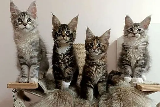 Kochane kociaczki Maine coon