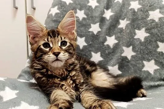 Kochane kociaczki Maine coon, Dolnośląskie, Wrocław