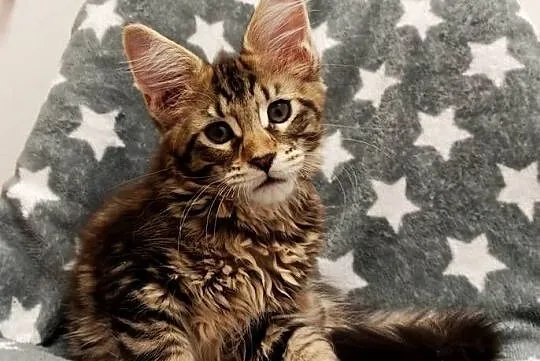 Kochane kociaczki Maine coon, Dolnośląskie, Wrocław