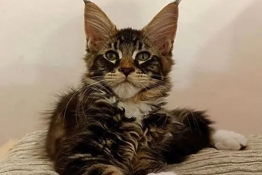 Kochane kociaczki Maine coon, Dolnośląskie, Wrocław