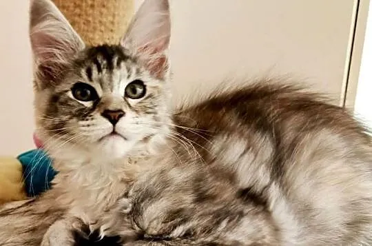 Kochane kociaczki Maine coon, Dolnośląskie, Wrocław