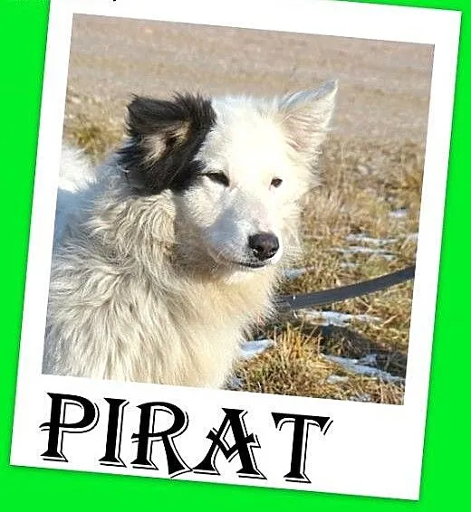 Średni 10 kg psiak PIRAT,przyjazny,kontaktowy.Adop