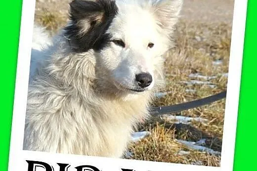 Średni 10 kg psiak PIRAT,przyjazny,kontaktowy.Adop
