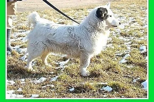 Średni 10 kg psiak PIRAT,przyjazny,kontaktowy.Adop