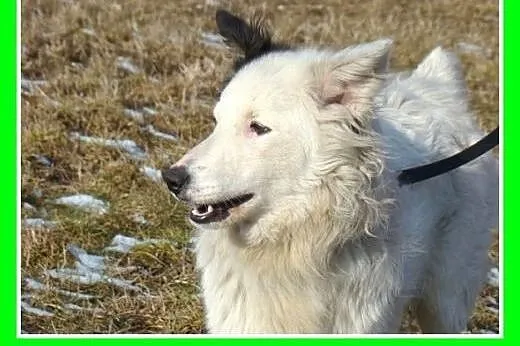 Średni 10 kg psiak PIRAT,przyjazny,kontaktowy.Adop