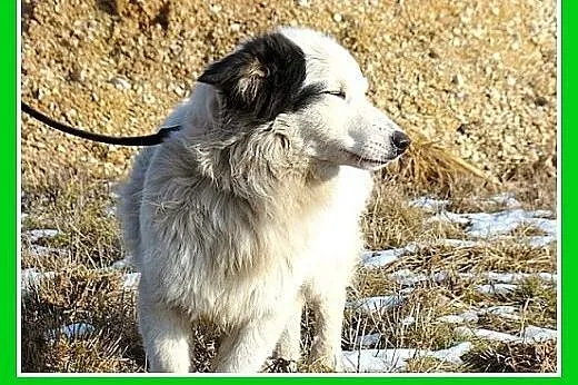 Średni 10 kg psiak PIRAT,przyjazny,kontaktowy.Adop