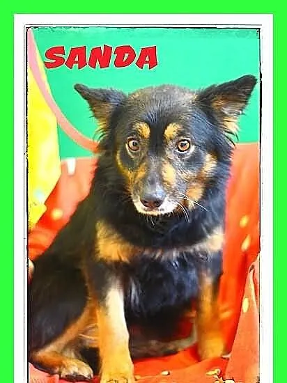 SANDA-średnia,kotolubna,łagodna,grzeczna suczka.AD