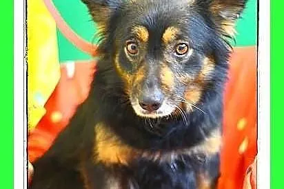 SANDA-średnia,kotolubna,łagodna,grzeczna suczka.ADOPCJA