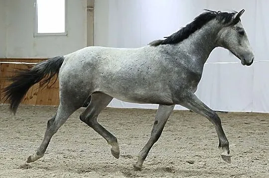 2-letni Ogier po Pr.H.Bingo Boy x Roulette xx, Nowy