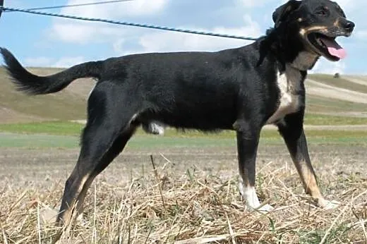 Klakier piękny, łagodny psiak szuka domu,  małopol