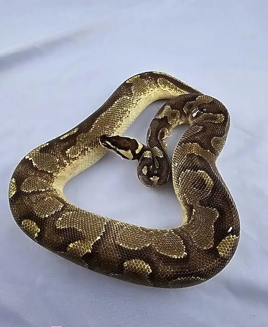 Pyton królewski python regius samica, Dolnośląskie, Wrocław