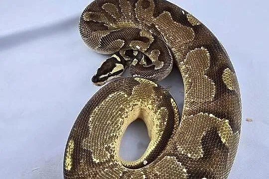 Pyton królewski python regius samica, Dolnośląskie, Wrocław