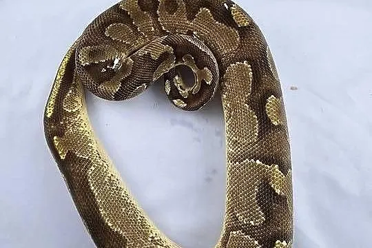 Pyton królewski python regius samica, Dolnośląskie, Wrocław