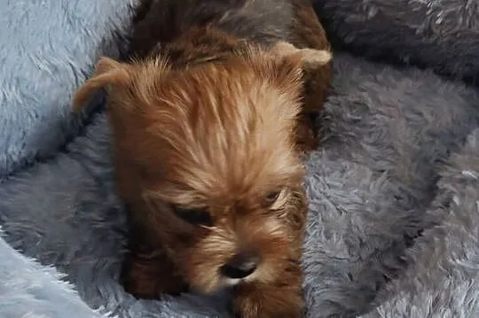 Nela , Nala , Niko   rezerwacja, Dolnośląskie, Oława