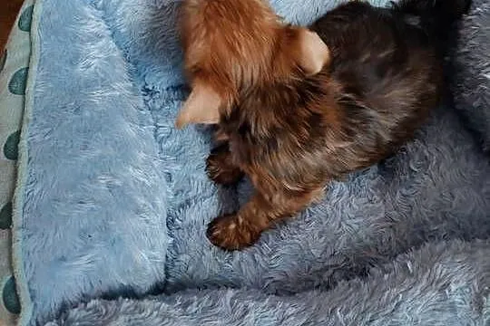 Nela , Nala , Niko   rezerwacja, Dolnośląskie, Oława