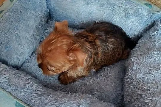Nela , Nala , Niko   rezerwacja, Dolnośląskie, Oława