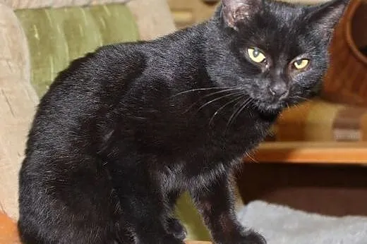Bardzo przyjazna, chętnie spędzająca czas z człowi