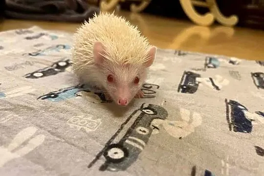 Jeż pigmejski albinos samiec - śnieżnobiały maluch | transport na cały kraj, Mazowieckie, Makowiec