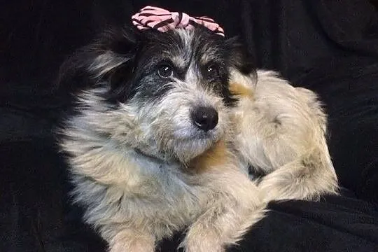 Młodziutka, kudłata Frotka, kocha cały świat! Poko