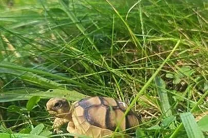 Żółw Lądowy Grecki  - Sklep Zoologiczny, Śląskie, Katowice